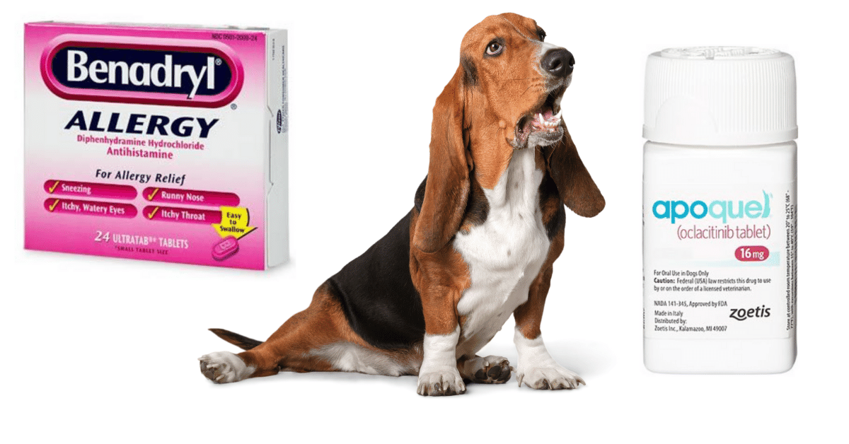 Skin Allergy Medicine for Dogs: Signs, Solutions, and Treatments