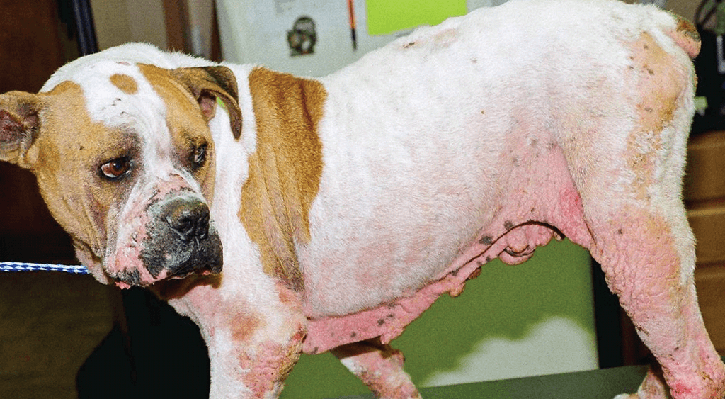 Skin Allergy Medicine for Dogs: Signs, Solutions, and Treatments