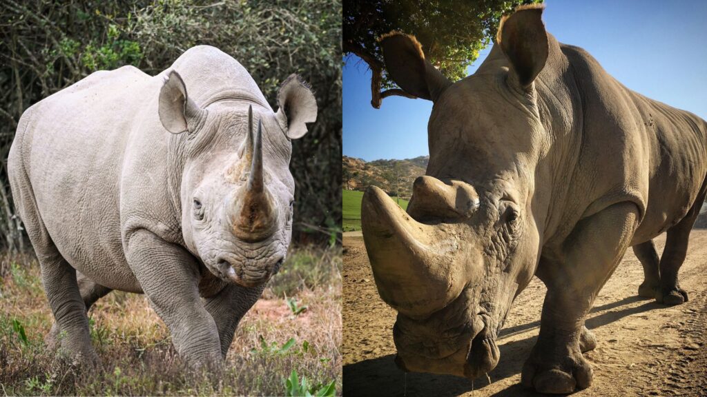 Top 10 African Animals