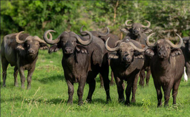 Top 10 African Animals