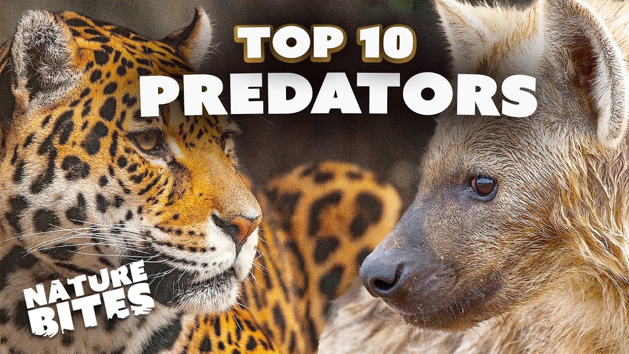 Top 10 Animals Hunt In The World