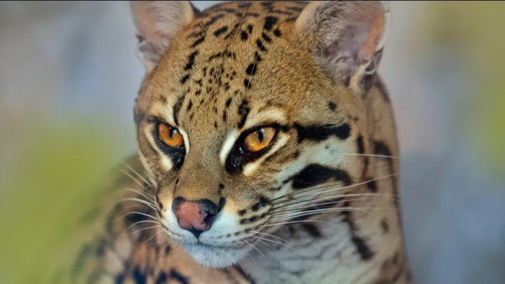 Top 10 Animals Native New Mexico