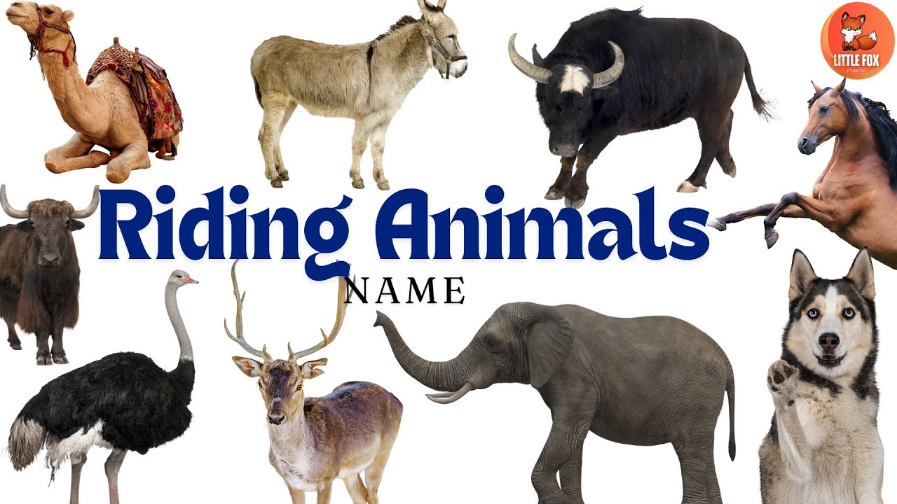 Top 10 Animals You Can Ride