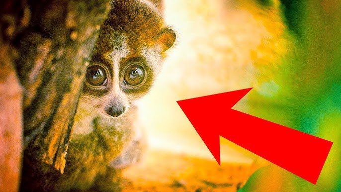 Top 10 Animals you should Never Hug