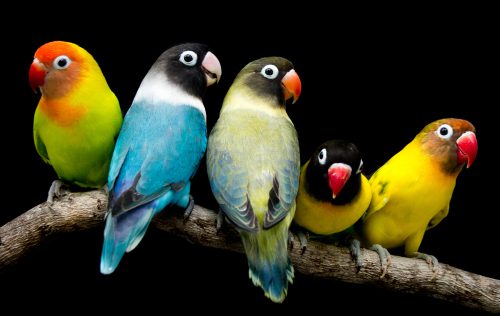 Top 10 Best Birds