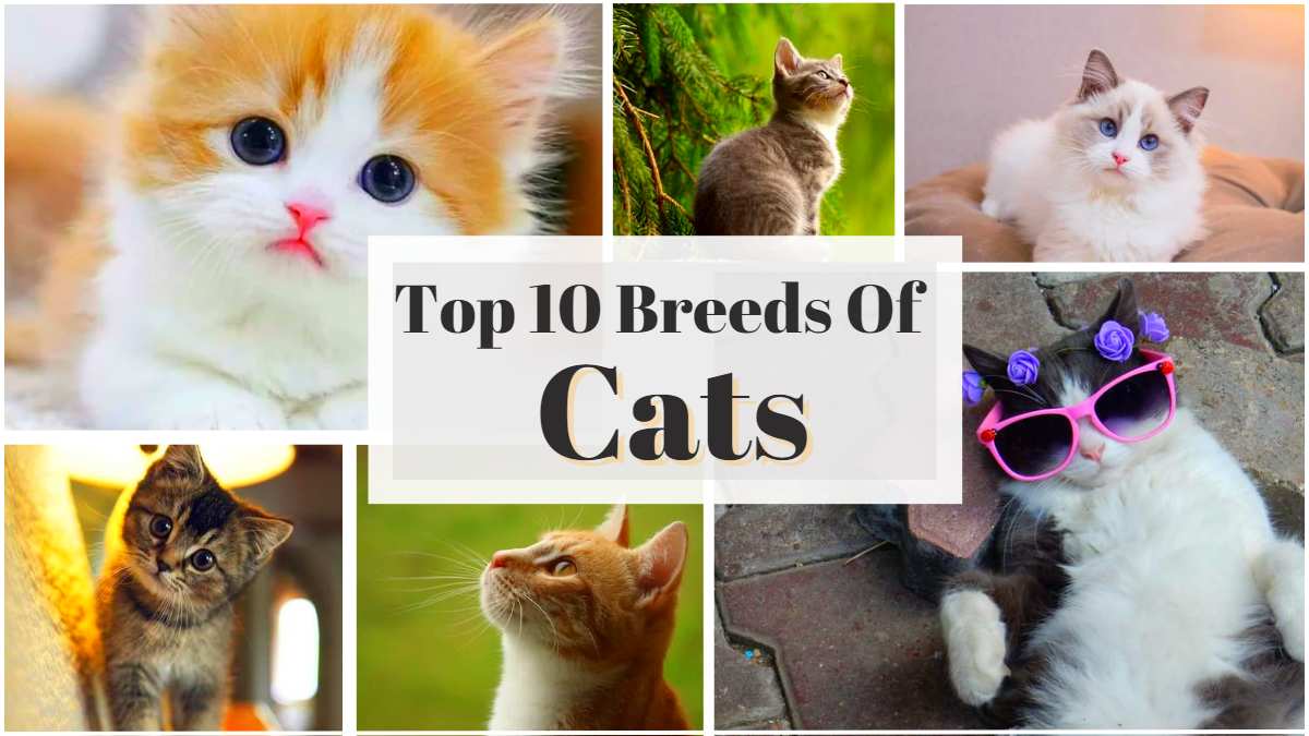 Top 10 Best Cat Breeds In The World