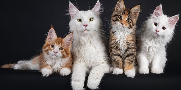 Top 10 Best Cat Breeds In The World
