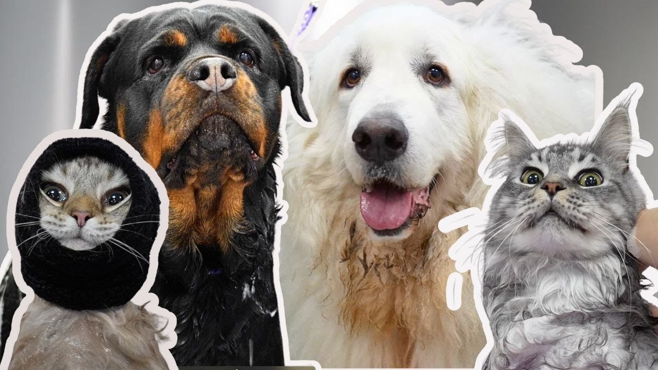Top 10 Best Pets In The World