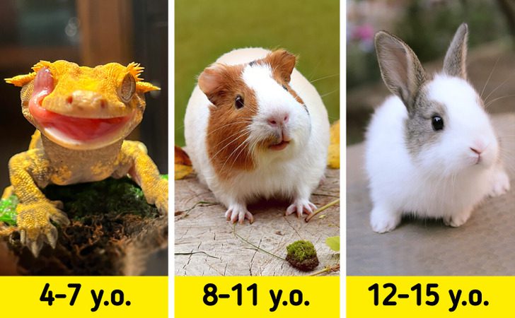 Top 10 Best Pets In The World