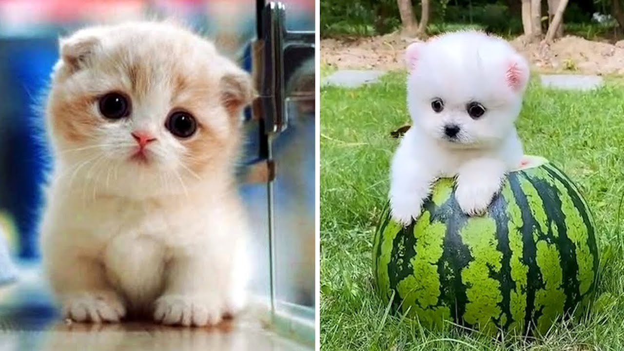 Top 10 Cutest Pets In The world