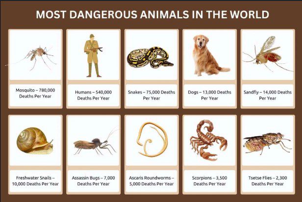 Top 10 Dangerous Animal to Own You Wouldn’t Want as Pet