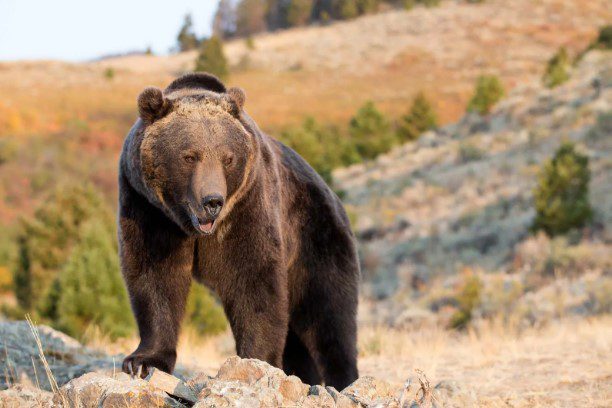 Top 10 Dangerous Animal to Own You Wouldn’t Want as Pet