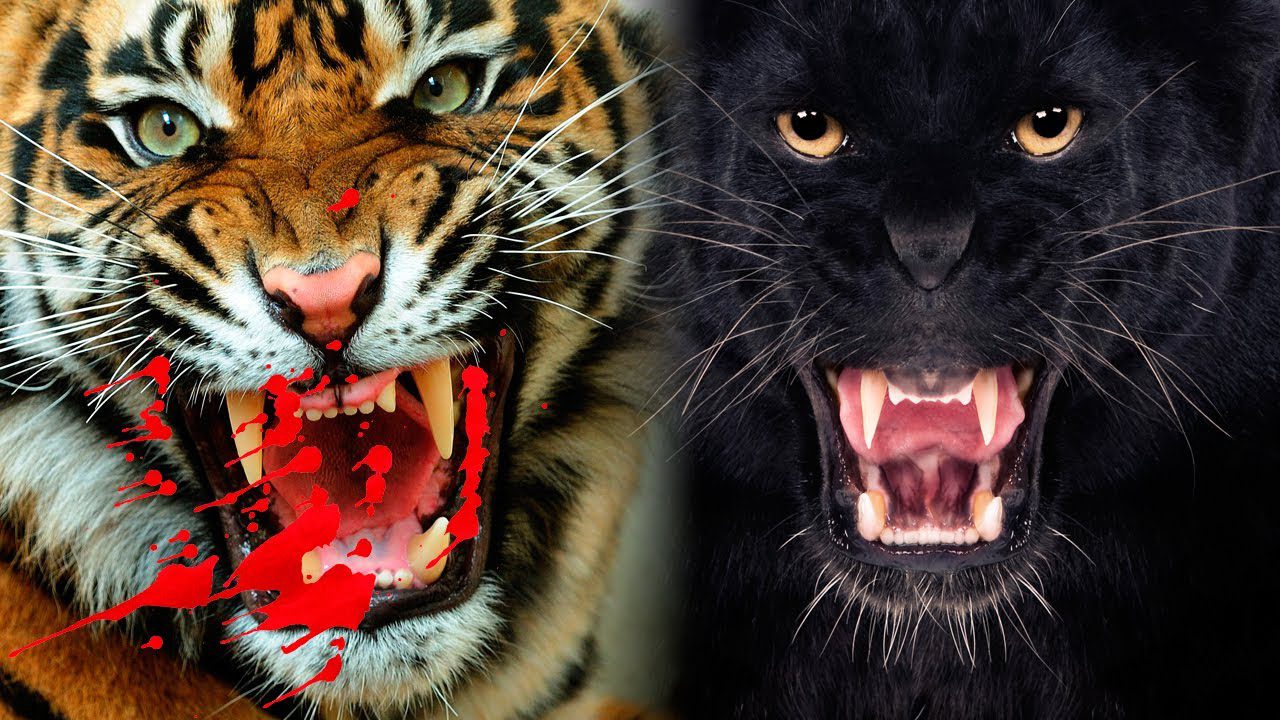 Top 10 Deadliest Big Cats In the World
