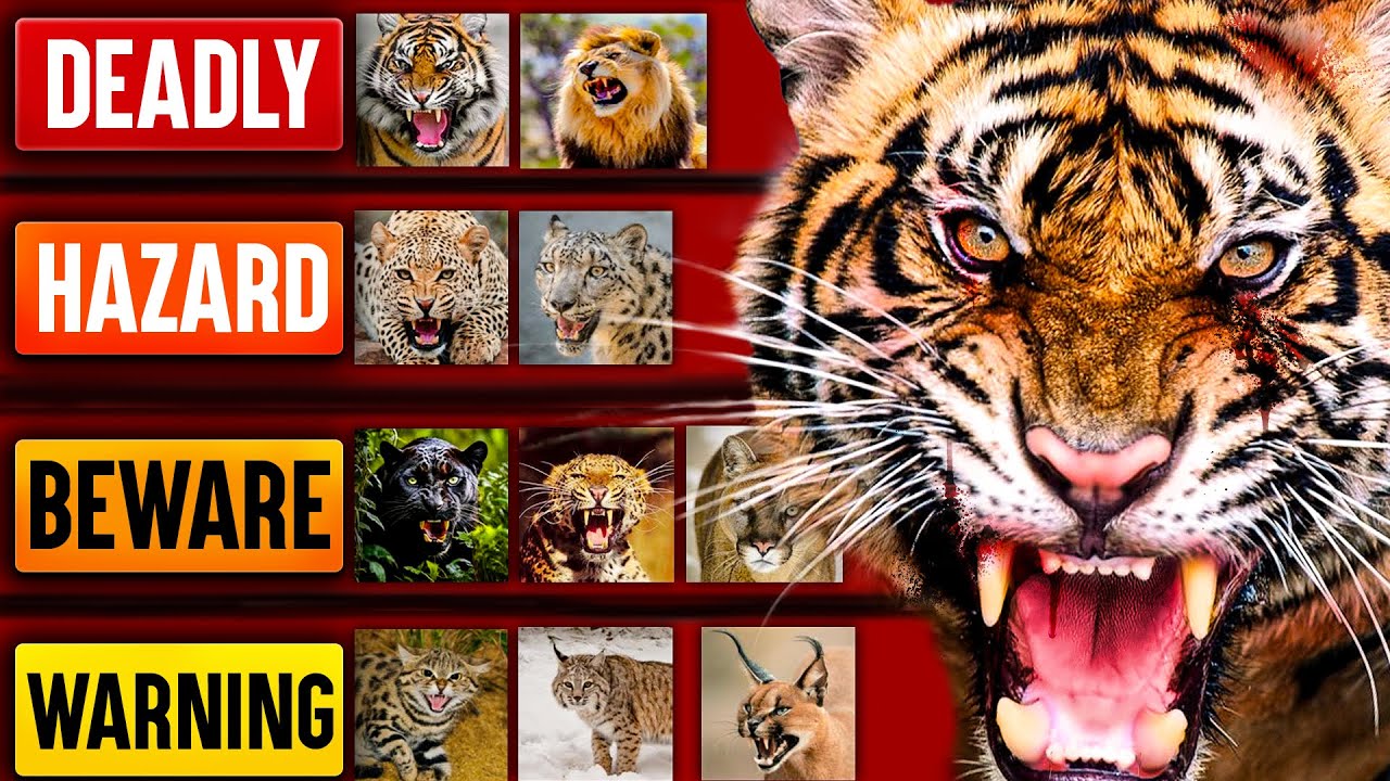 Top 10 Deadliest Big Cats In the World
