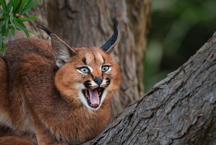 Top 10 Deadliest Big Cats In the World