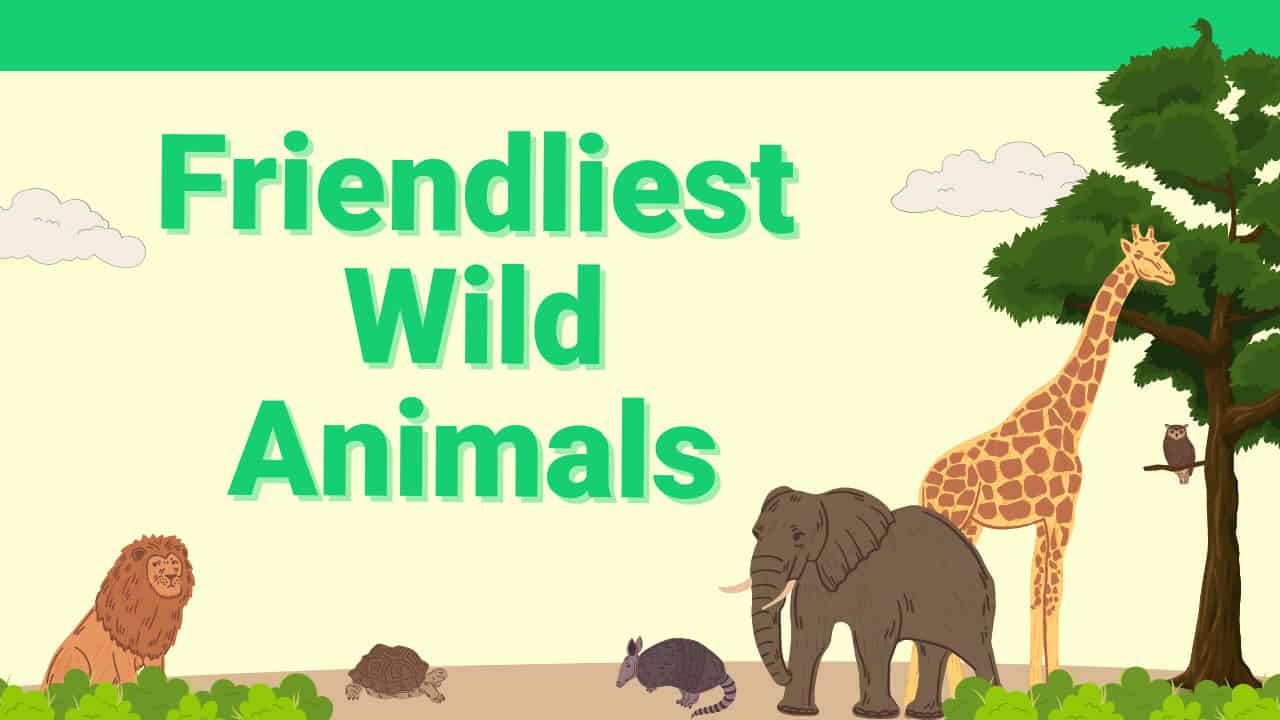 Top 10 Friendliest Animals In The world