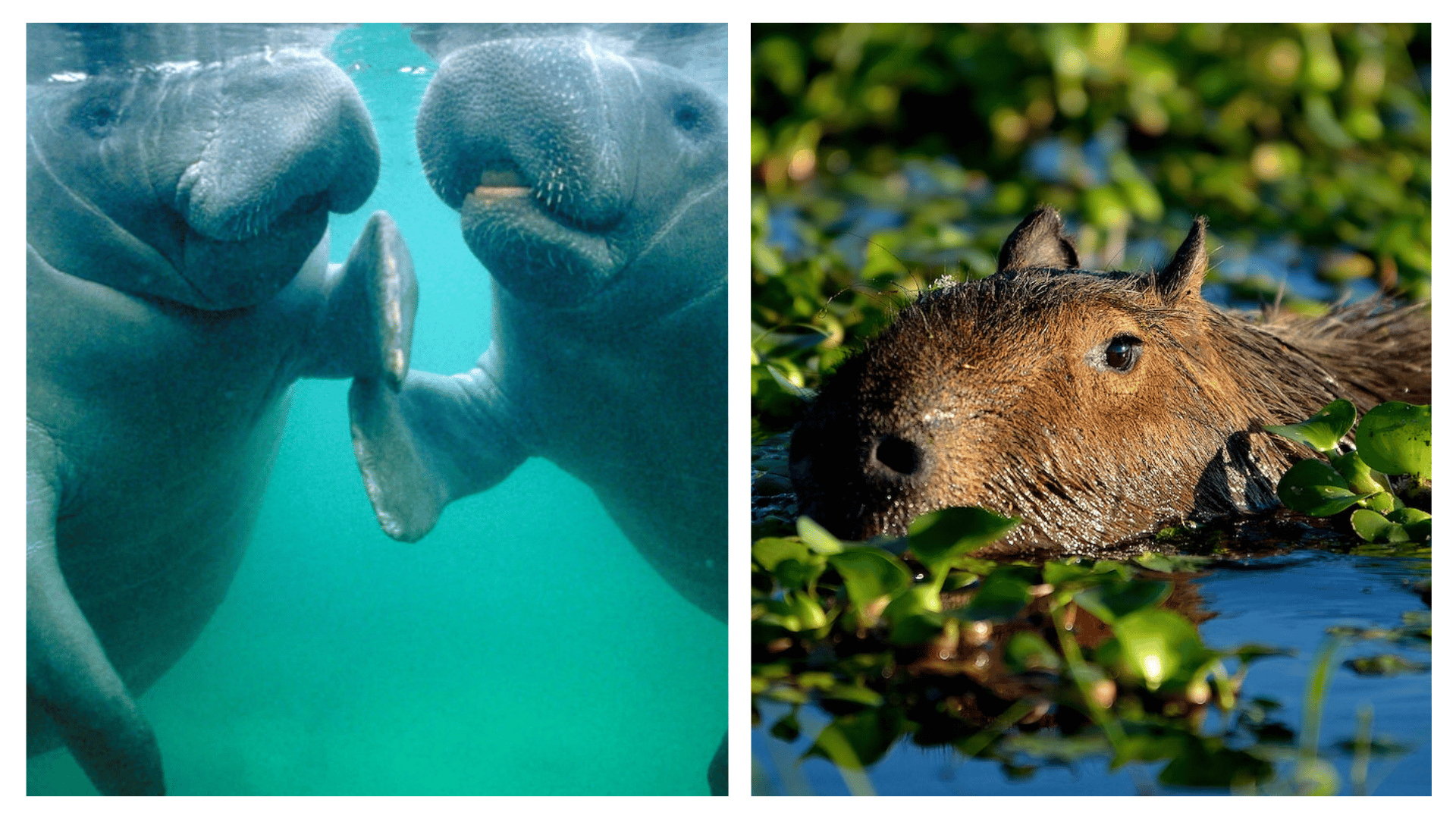 Top 10 Friendliest Animals In The world