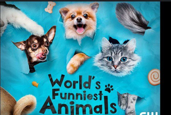 Top 10 Funniest Animals of All Time