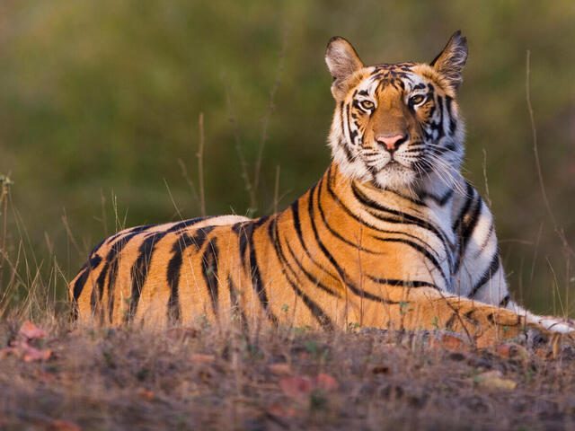 Top 10 Greatest Big Cats In The world