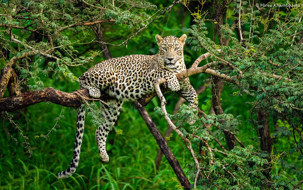 Top 10 Greatest Big Cats In The world