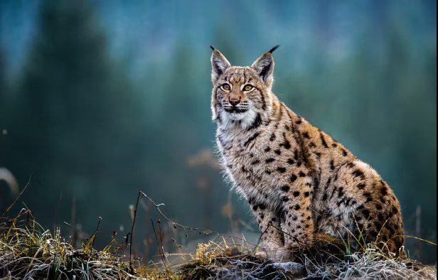 Top 10 Greatest Big Cats In The world