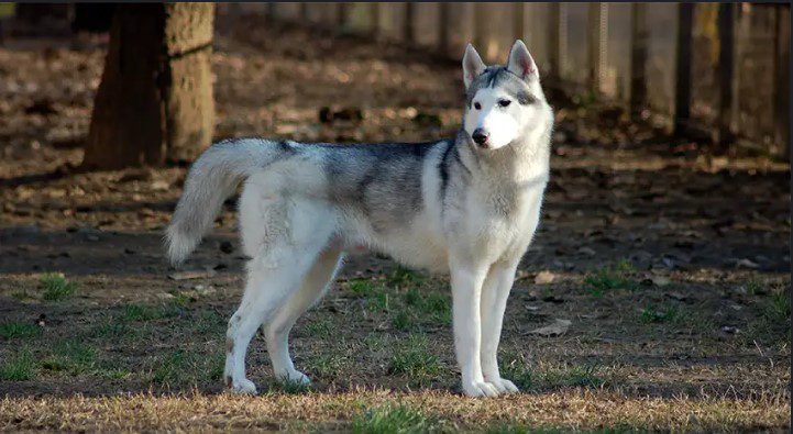 Top 10 Most Beautiful Animals