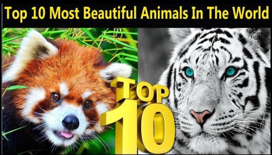 Top 10 Most Beautiful Animals