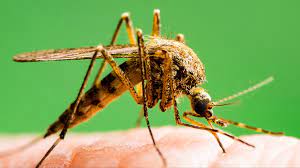 top 10 most dangerous animals