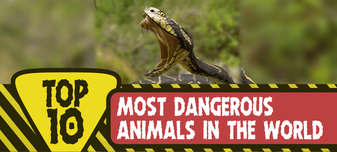 Top 10 Most Dangerous Animals