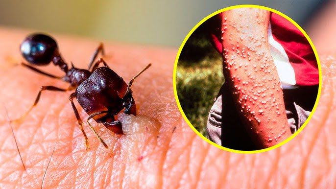Top 10 Most Dangerous Insects