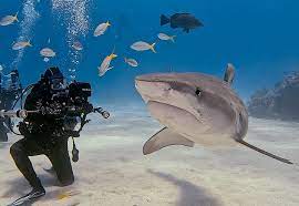 Worlds Deadliest Sharks