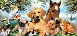 Top 10 Best Animals in the World